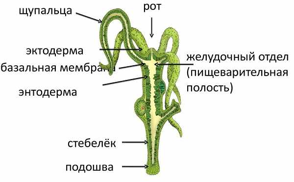 Кракена net